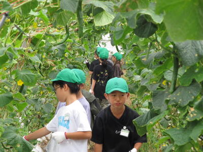 picking vegetables1