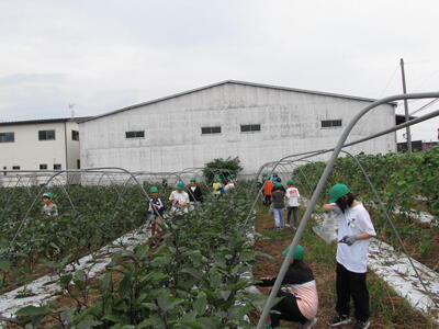 picking vegetables2
