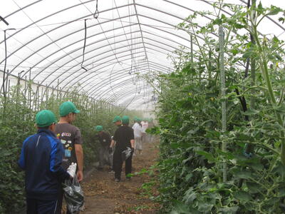 picking vegetables3