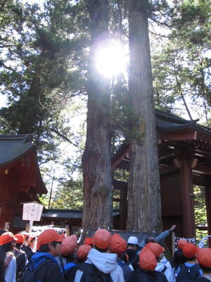 Looking at the Meoto sugi